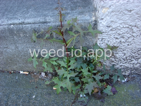 lettuce, wall